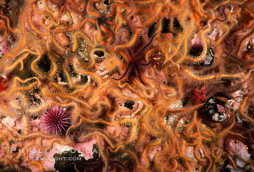 Brittle stars covering rocky reef. Santa Barbara Island, California, USA, Ophiothrix spiculata, natural history stock photograph, photo id 04721