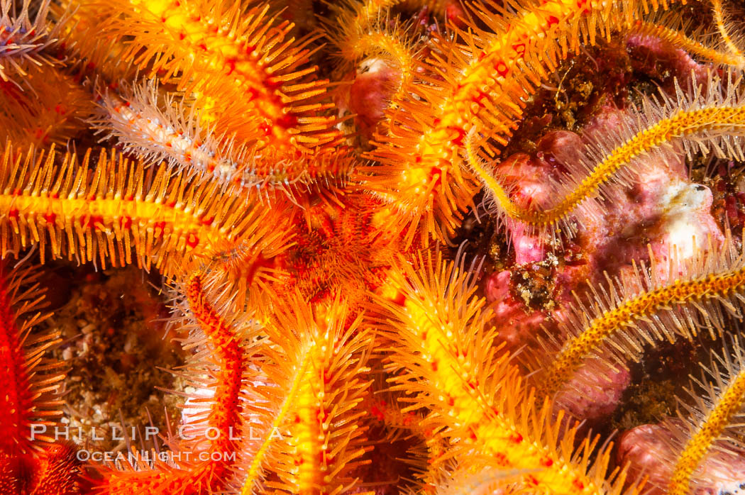 Brittle sea stars (starfish) spread across the rocky reef in dense numbers. Santa Barbara Island, California, USA, Ophiothrix spiculata, natural history stock photograph, photo id 10157