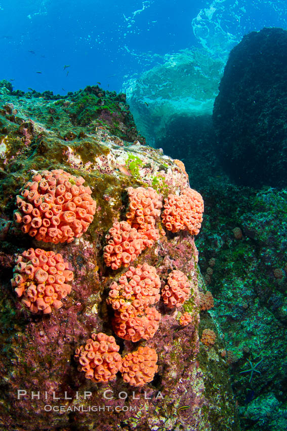 Orange cup coral clusters on rocky reef. Sea of Cortez, Baja California, Mexico, Tubastrea coccinea, natural history stock photograph, photo id 27529