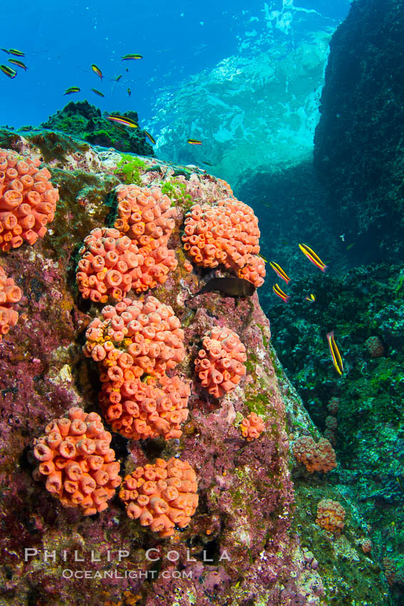 Orange cup coral clusters on rocky reef. Sea of Cortez, Baja California, Mexico, Tubastrea coccinea, natural history stock photograph, photo id 27537
