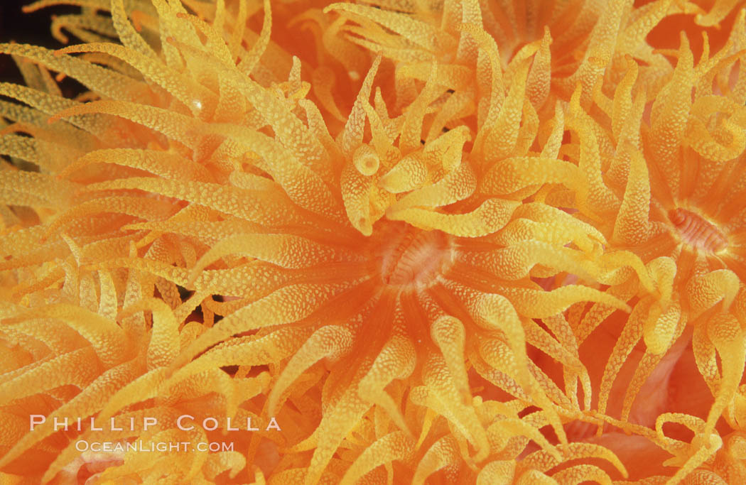 Orange cup coral. Isla Champion, Galapagos Islands, Ecuador, Tubastrea coccinea, natural history stock photograph, photo id 01866