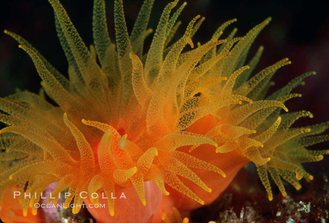 Orange cup coral. Isla Champion, Galapagos Islands, Ecuador, Tubastrea coccinea, natural history stock photograph, photo id 01859