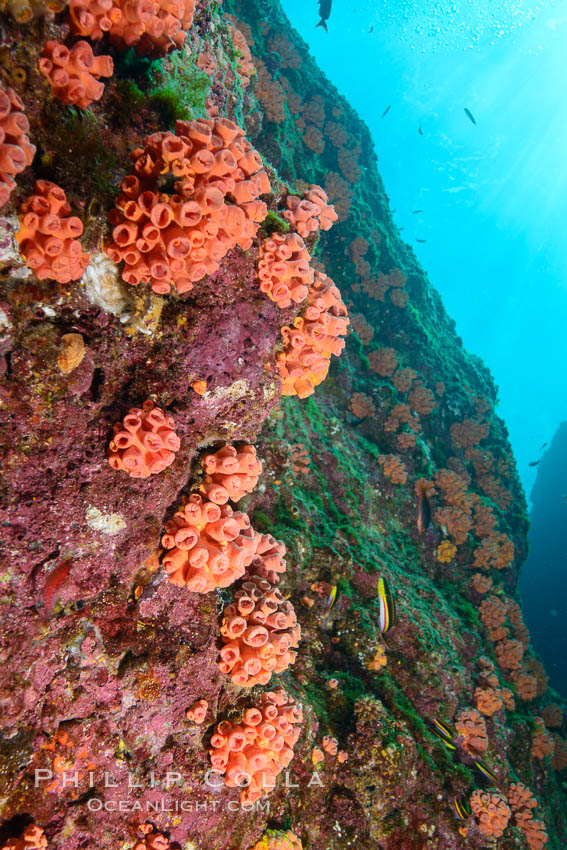 Orange cup coral, retracted during daylight, Sea of Cortez. Isla Las Animas, Baja California, Mexico, Tubastrea coccinea, natural history stock photograph, photo id 33671