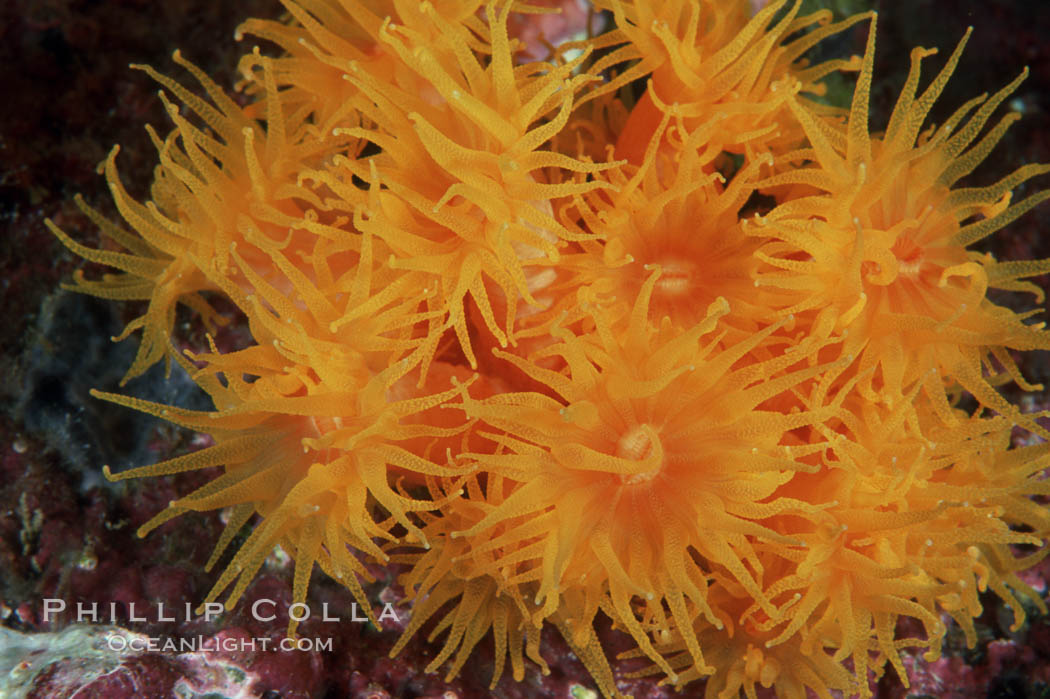 Orange cup coral. Isla Champion, Galapagos Islands, Ecuador, Tubastrea coccinea, natural history stock photograph, photo id 01860