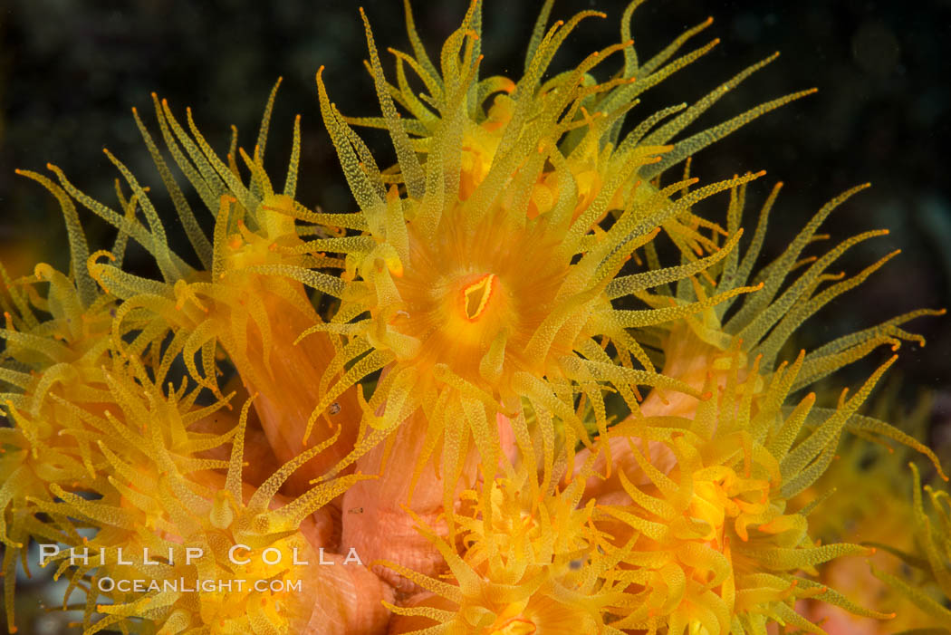 Orange Cup Coral, Tubastrea coccinea, Sea of Cortez, Mexico. Isla Cayo, Baja California, Tubastrea coccinea, natural history stock photograph, photo id 33766