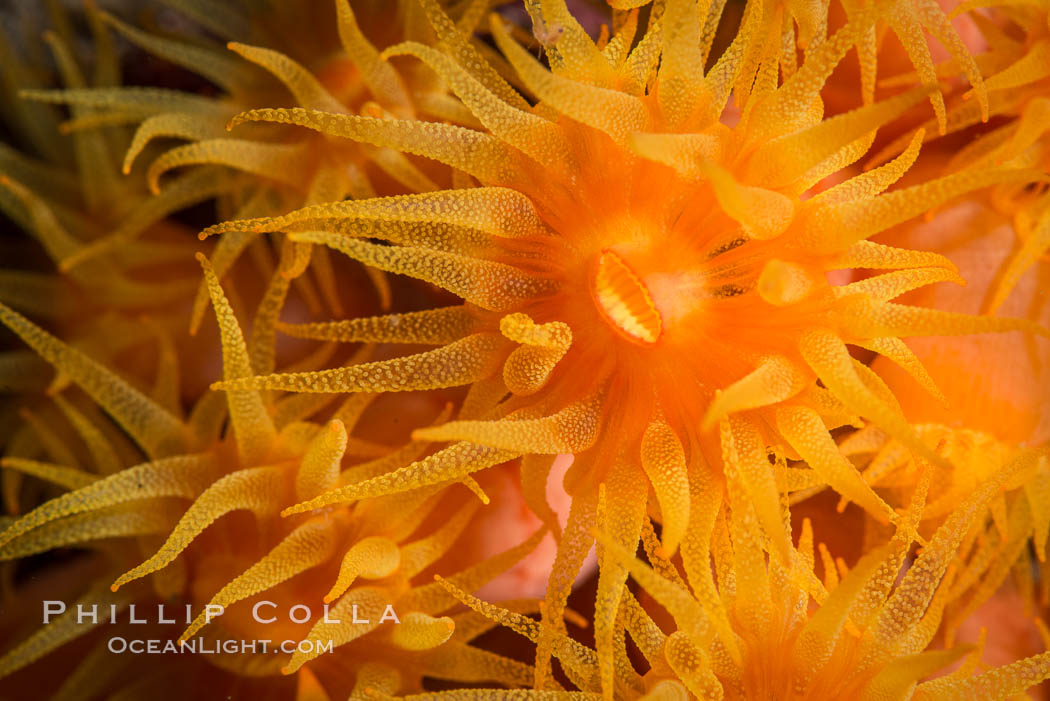 Orange Cup Coral, Tubastrea coccinea, Sea of Cortez, Mexico. Isla Espiritu Santo, Baja California, Tubastrea coccinea, natural history stock photograph, photo id 33810