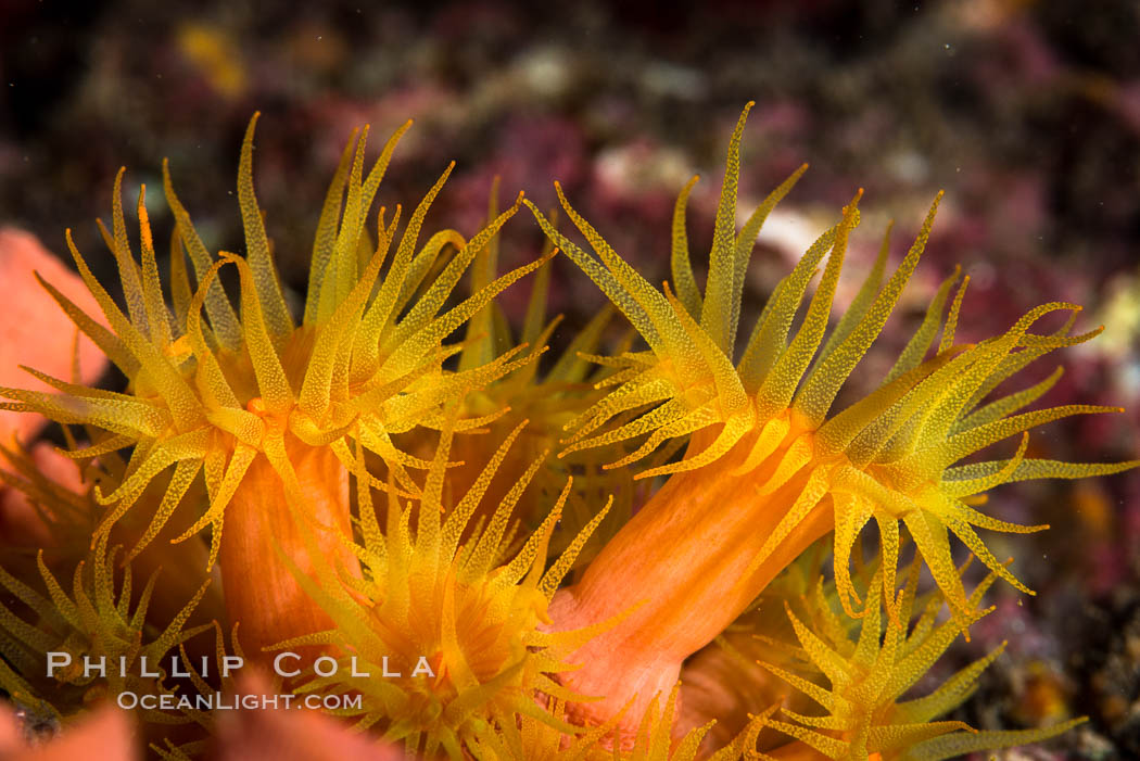 Orange Cup Coral, Tubastrea coccinea, Sea of Cortez, Mexico. Isla Espiritu Santo, Baja California, Tubastrea coccinea, natural history stock photograph, photo id 33814