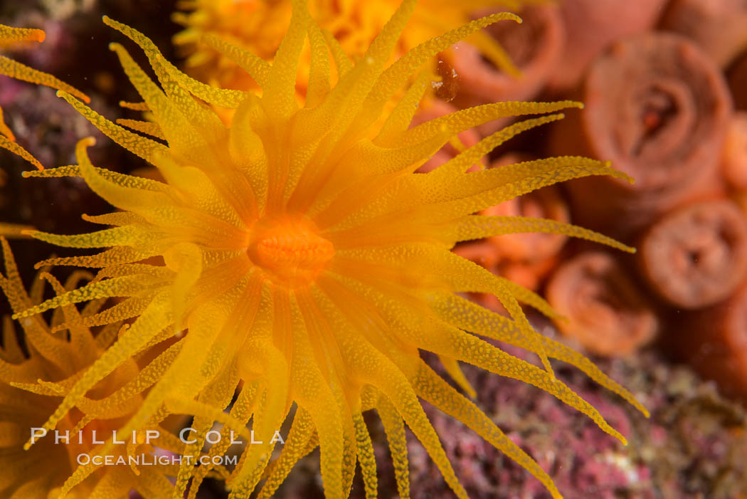 Orange Cup Coral, Tubastrea coccinea, Sea of Cortez, Mexico. Isla Espiritu Santo, Baja California, Tubastrea coccinea, natural history stock photograph, photo id 33818