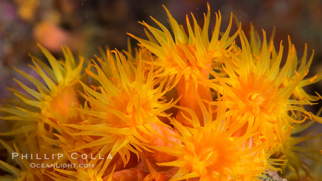 Orange Cup Coral, Tubastrea coccinea, Sea of Cortez, Mexico. Isla Espiritu Santo, Baja California, Tubastrea coccinea, natural history stock photograph, photo id 33800