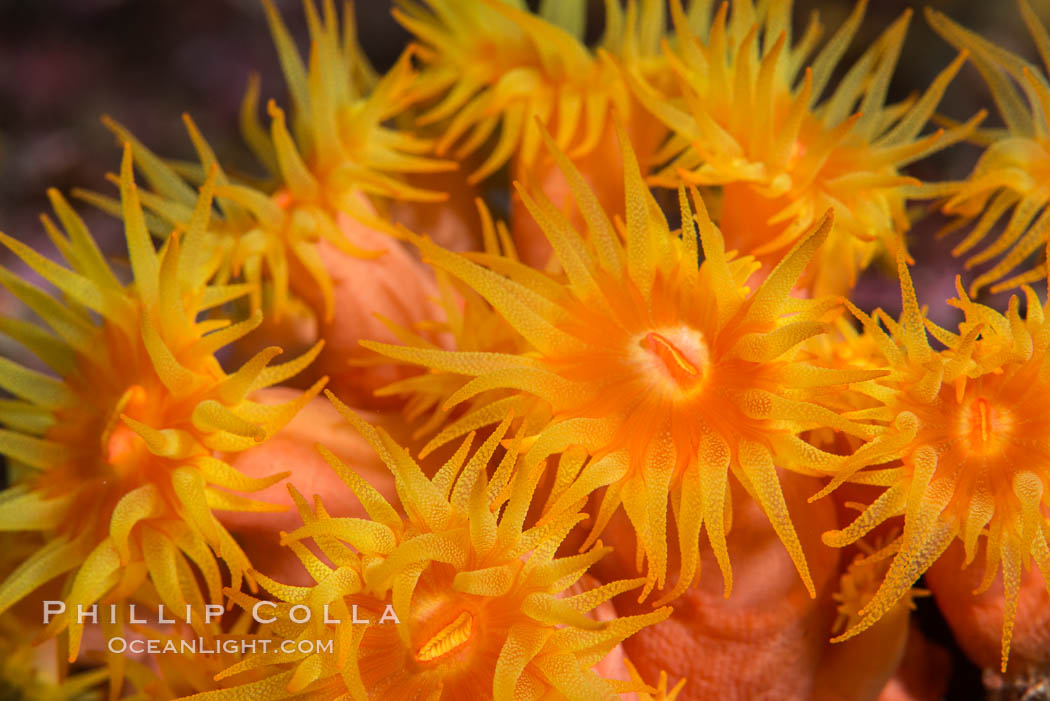 Orange Cup Coral, Tubastrea coccinea, Sea of Cortez, Mexico. Isla Espiritu Santo, Baja California, Tubastrea coccinea, natural history stock photograph, photo id 33804