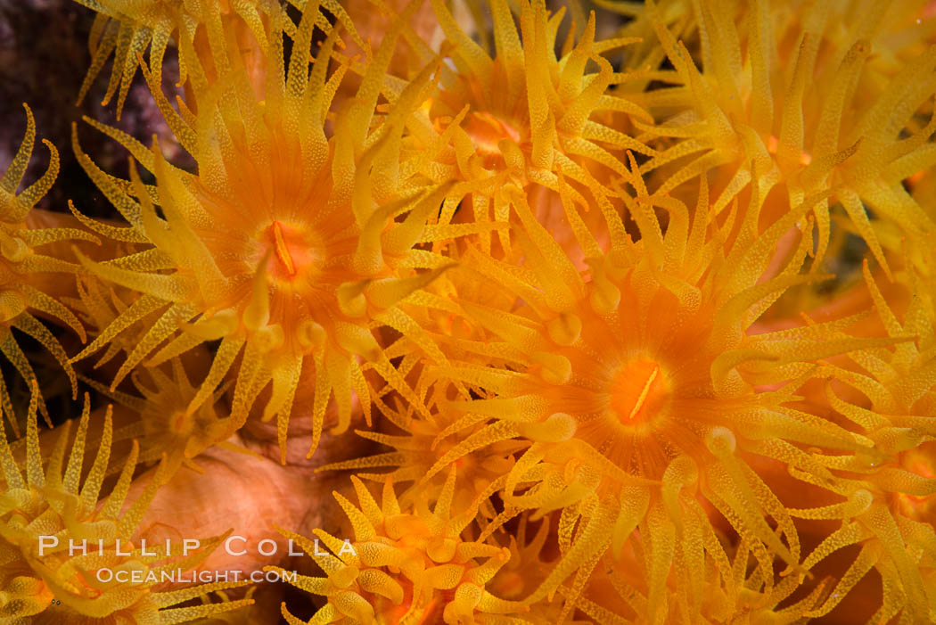 Orange Cup Coral, Tubastrea coccinea, Sea of Cortez, Mexico. Isla Espiritu Santo, Baja California, Tubastrea coccinea, natural history stock photograph, photo id 33812