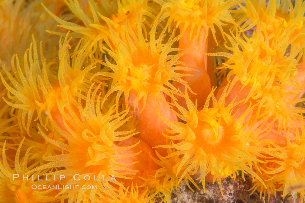 Orange Cup Coral, Tubastrea coccinea, Sea of Cortez, Mexico. Isla Cayo, Baja California, Tubastrea coccinea, natural history stock photograph, photo id 33763