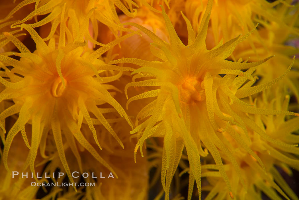 Orange Cup Coral, Tubastrea coccinea, Sea of Cortez, Mexico. Isla Espiritu Santo, Baja California, Tubastrea coccinea, natural history stock photograph, photo id 33799