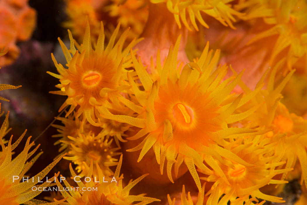 Orange Cup Coral, Tubastrea coccinea, Sea of Cortez, Mexico. Isla Espiritu Santo, Baja California, Tubastrea coccinea, natural history stock photograph, photo id 33801