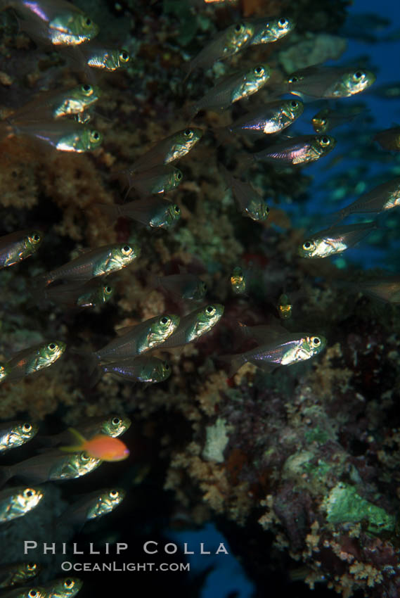 Orange-lined cardinalfish, schooling under reef shelf. Egyptian Red Sea, Archamia fucata, natural history stock photograph, photo id 05229