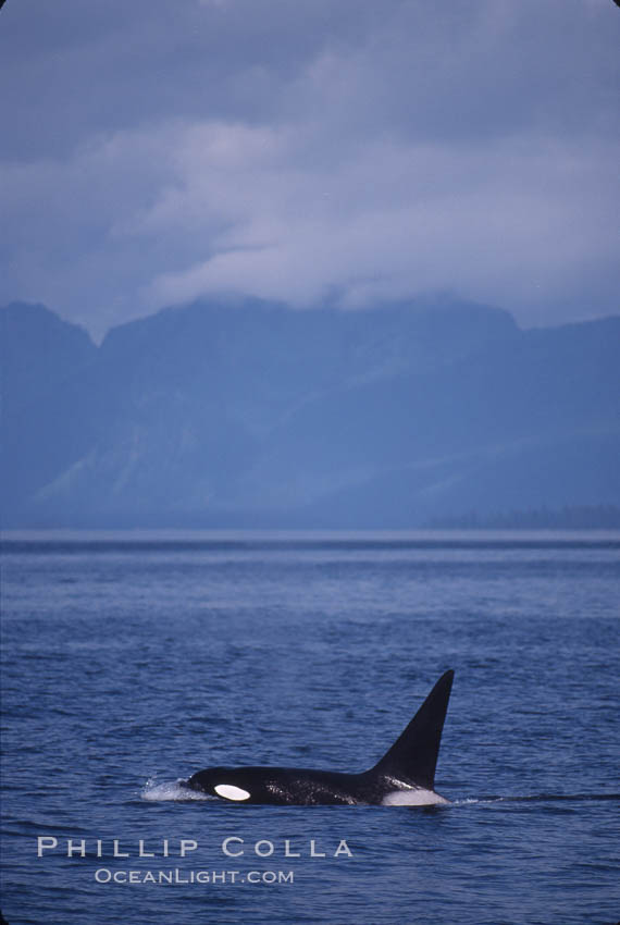 Killer whale (orca). Frederick Sound, Alaska, USA, Orcinus orca, natural history stock photograph, photo id 04406