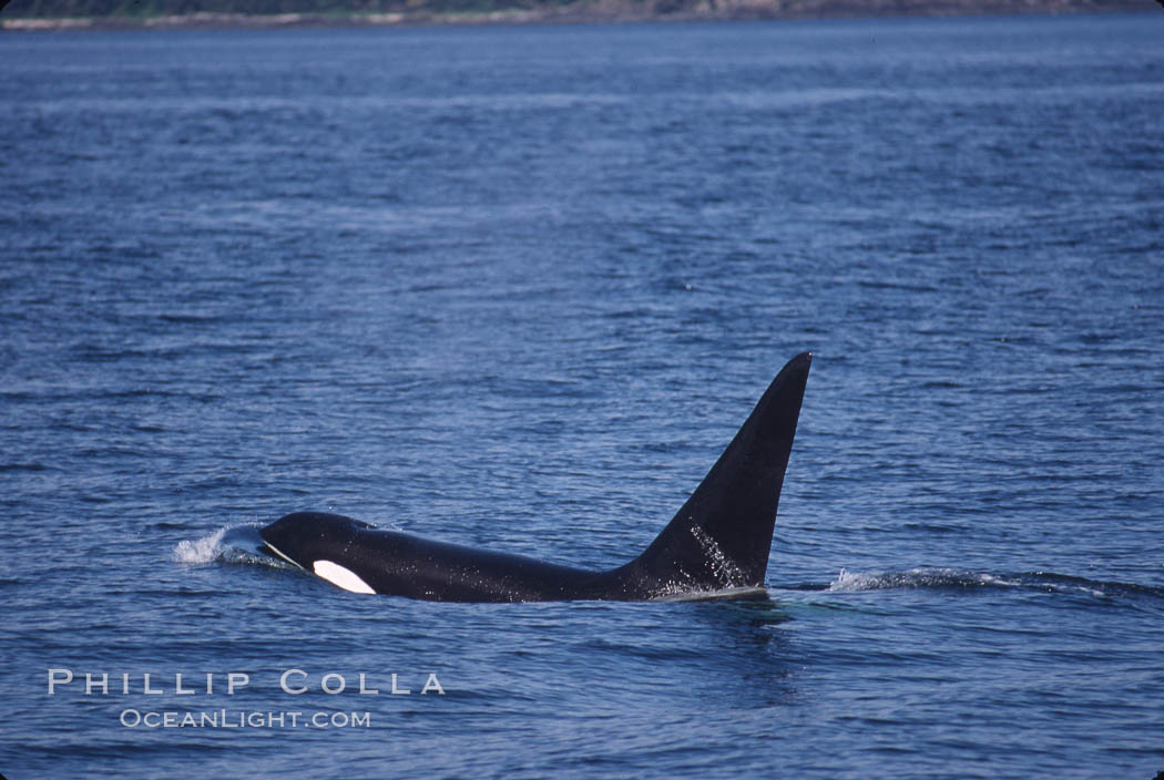Killer whale (orca). Frederick Sound, Alaska, USA, Orcinus orca, natural history stock photograph, photo id 04412