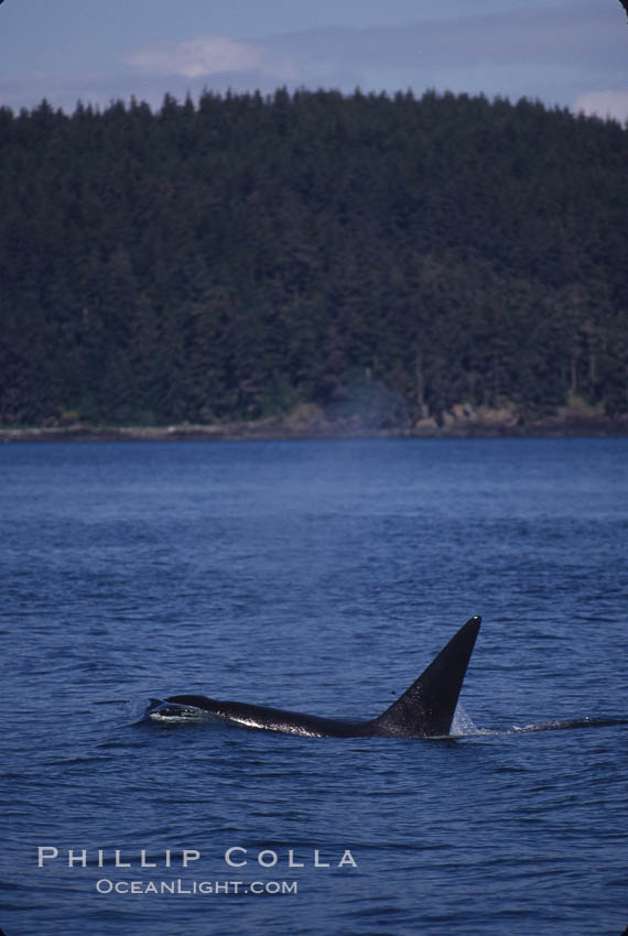 Killer whale (orca). Frederick Sound, Alaska, USA, Orcinus orca, natural history stock photograph, photo id 04409