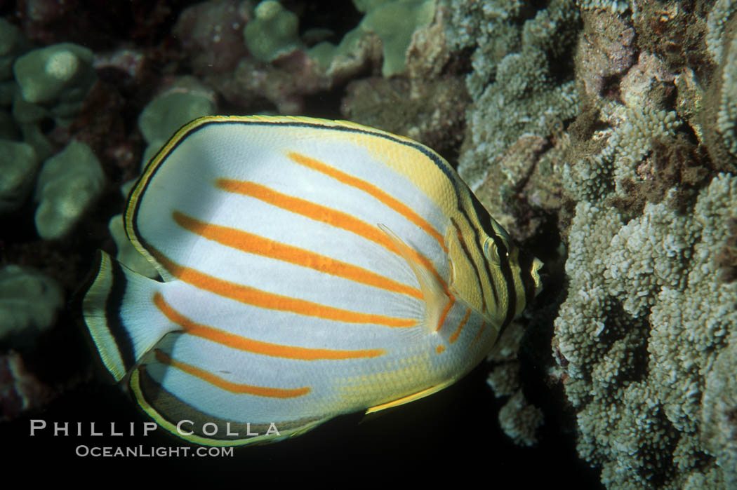 Ornate butterflyfish foraging on coral reef. Maui, Hawaii, USA, Chaetodon ornatissimus, natural history stock photograph, photo id 07088