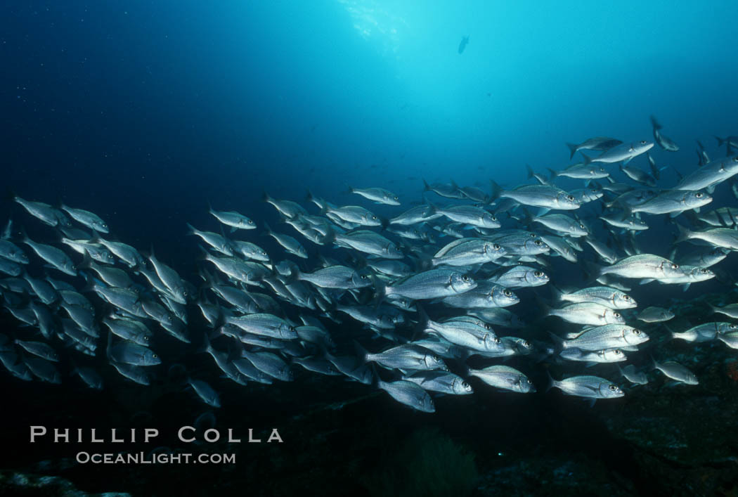 Grunts (peruvian, gray or Galapagos). Galapagos Islands, Ecuador, Orthopristis, natural history stock photograph, photo id 05112