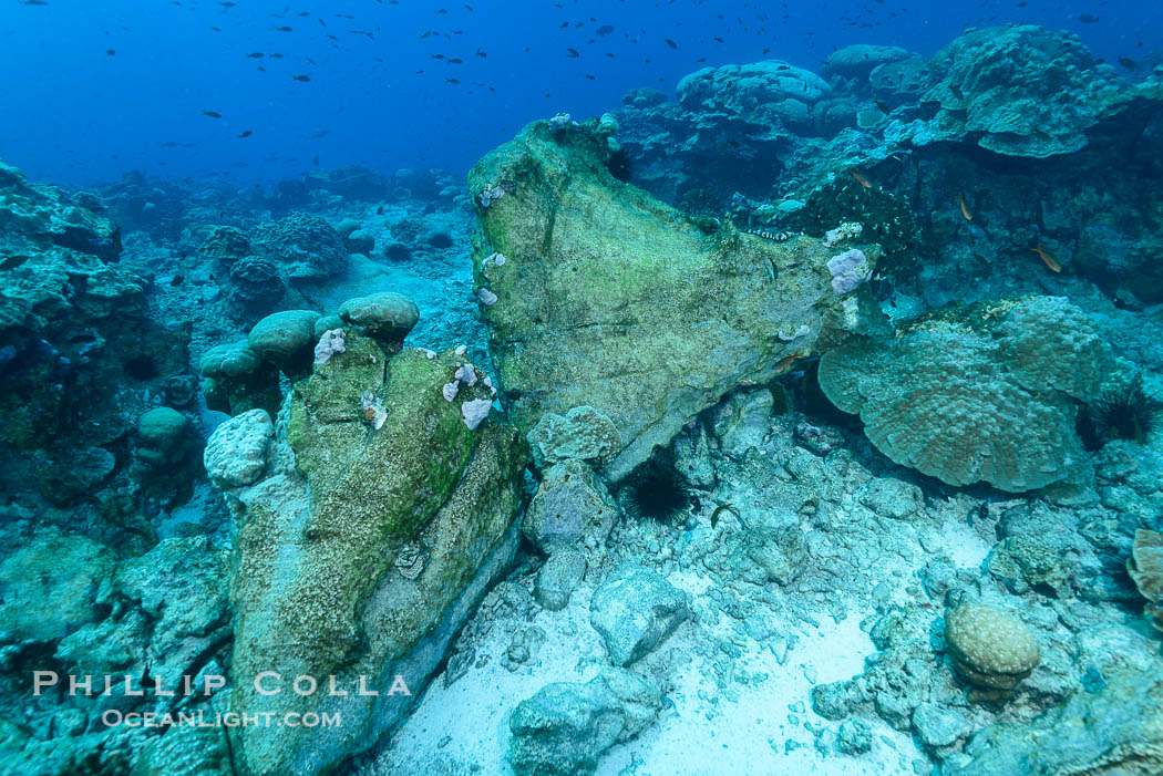 Enormous Porites lobata coral head, overturned by storm surge, Clipperton Island., Porites lobata, natural history stock photograph, photo id 33064
