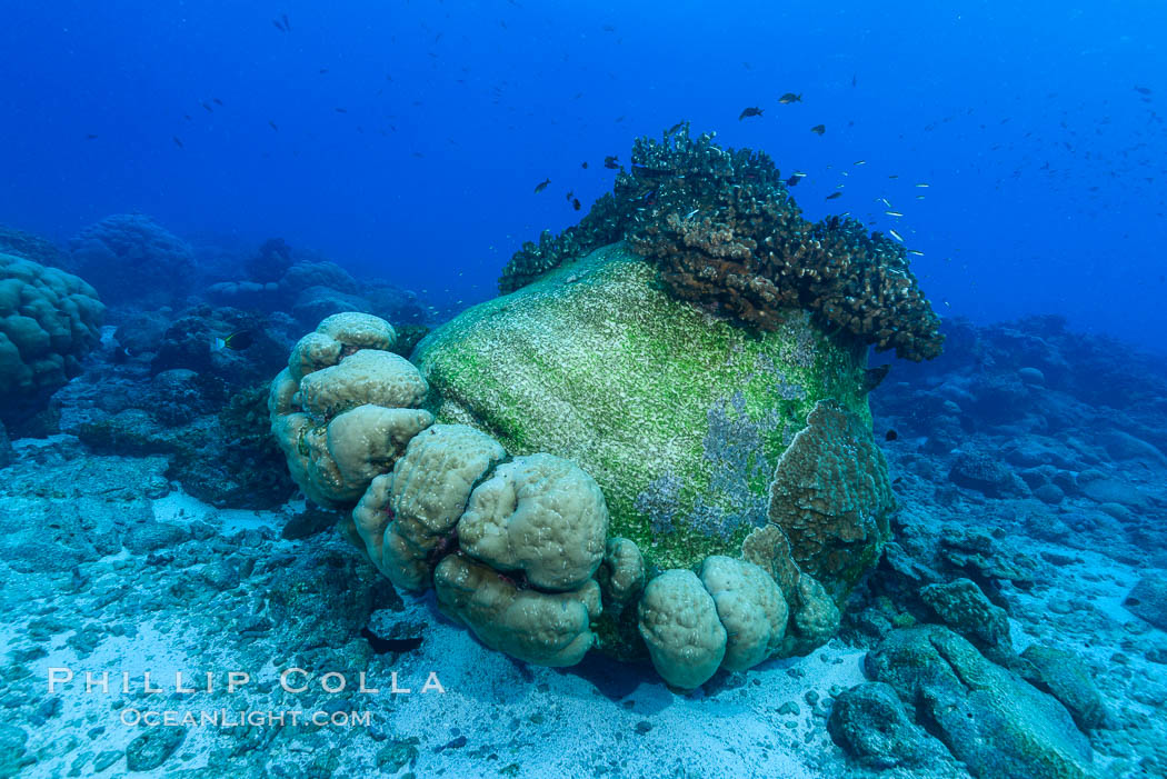 Enormous Porites lobata coral head, overturned by storm surge, Clipperton Island. France, Porites lobata, natural history stock photograph, photo id 32967
