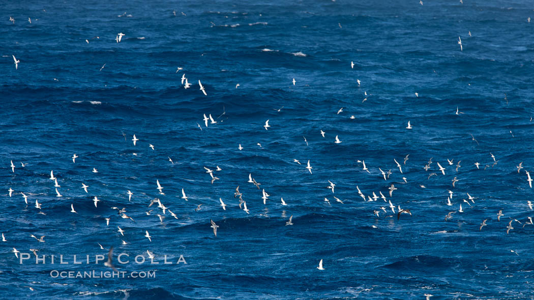 Prions in flight, gathering on the open sea in a feeding aggregation.  Prions are small petrel birds, typically feeding on small crustacea such as copepods, ostracods, decapods, and krill, as well as some fish.  They are about 12" in length. Southern Ocean, Pachyptila, natural history stock photograph, photo id 24091