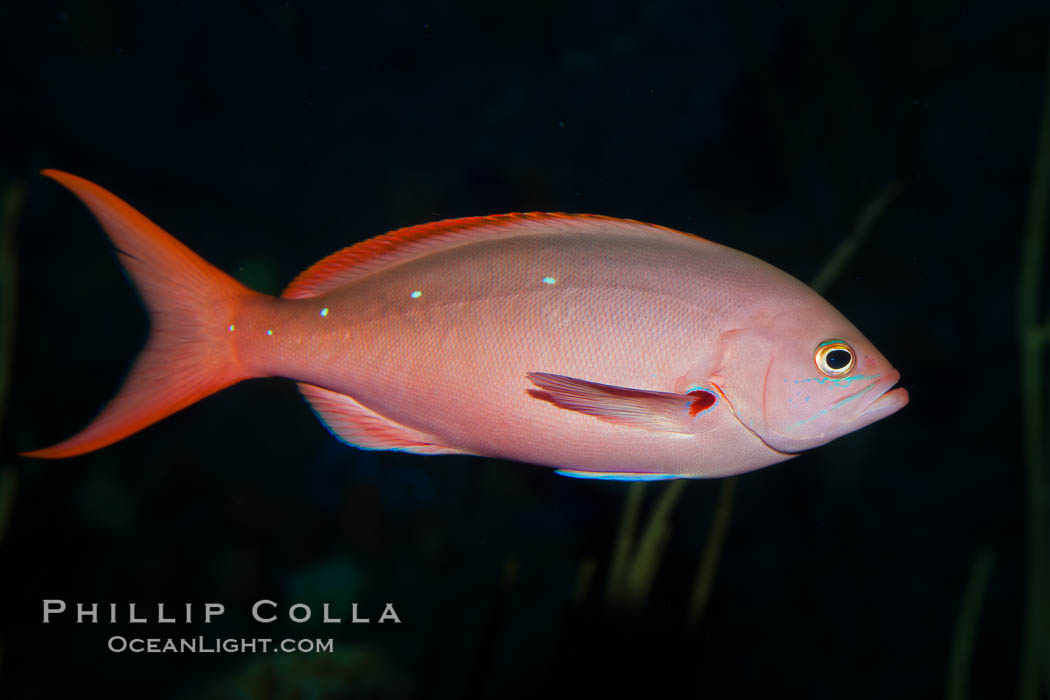 Pacific creolefish., Paranthias colonus, natural history stock photograph, photo id 27210