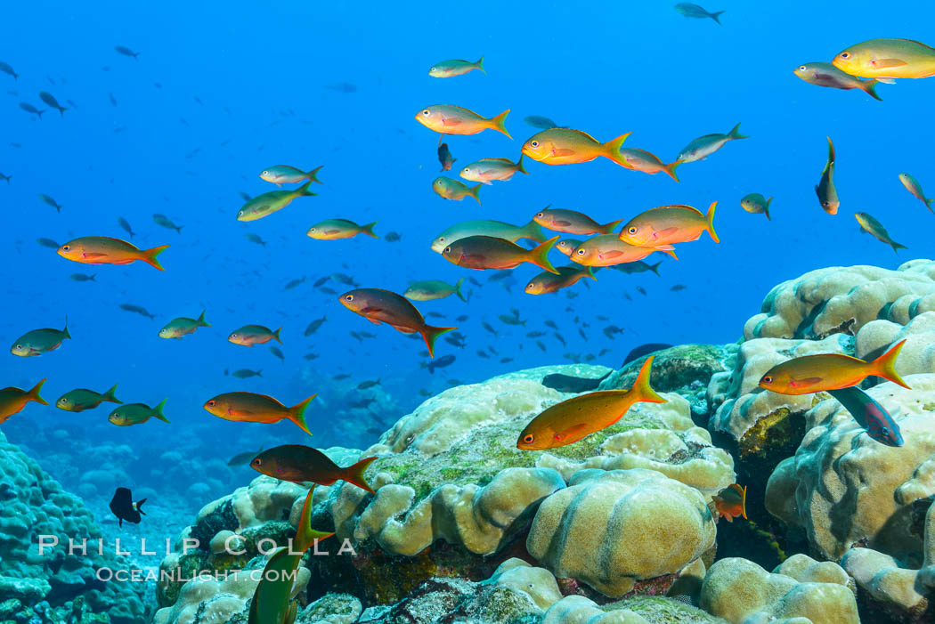 Pacific creolefish over coral reef, Clipperton Island. France, natural history stock photograph, photo id 32968