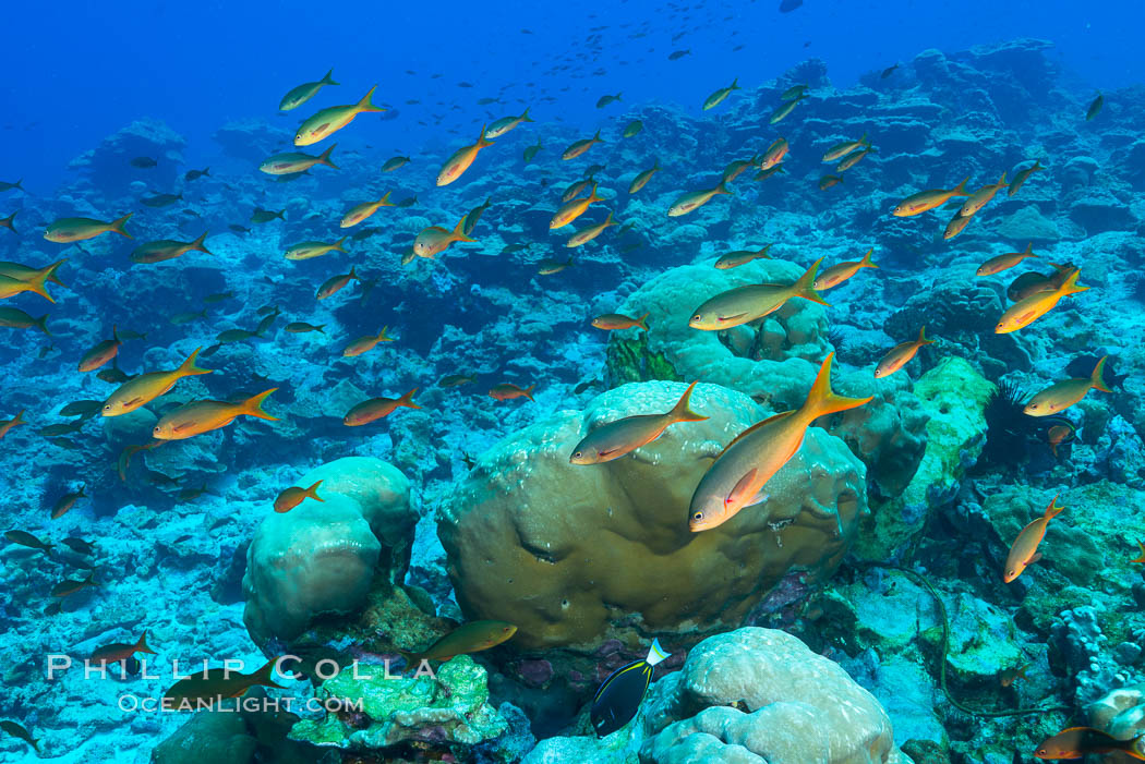 Pacific creolefish over coral reef, Clipperton Island. France, natural history stock photograph, photo id 32993