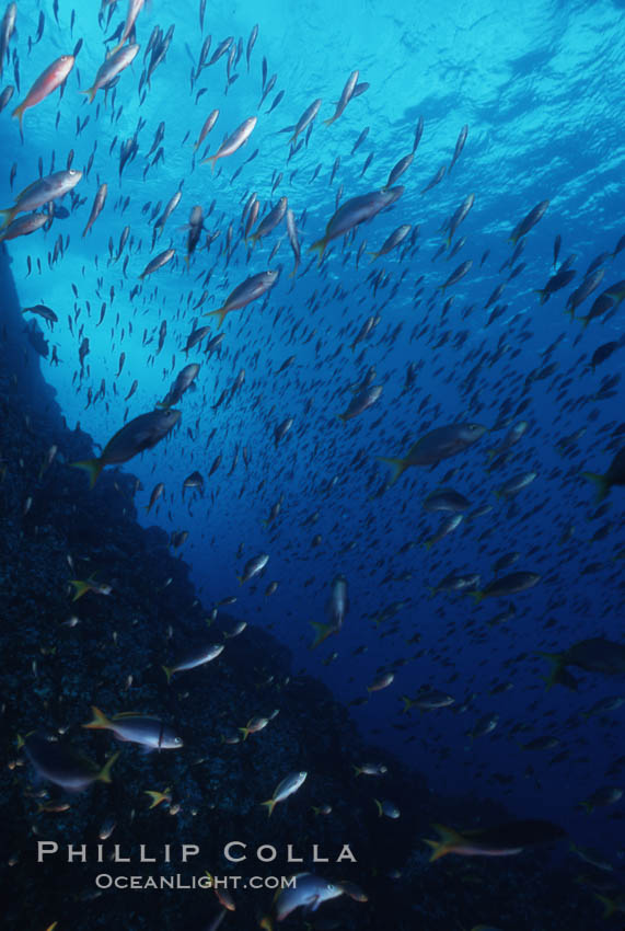 Schooling Pacific Creolefish, Sea of Cortez near La Paz., Paranthias colonus, natural history stock photograph, photo id 07106