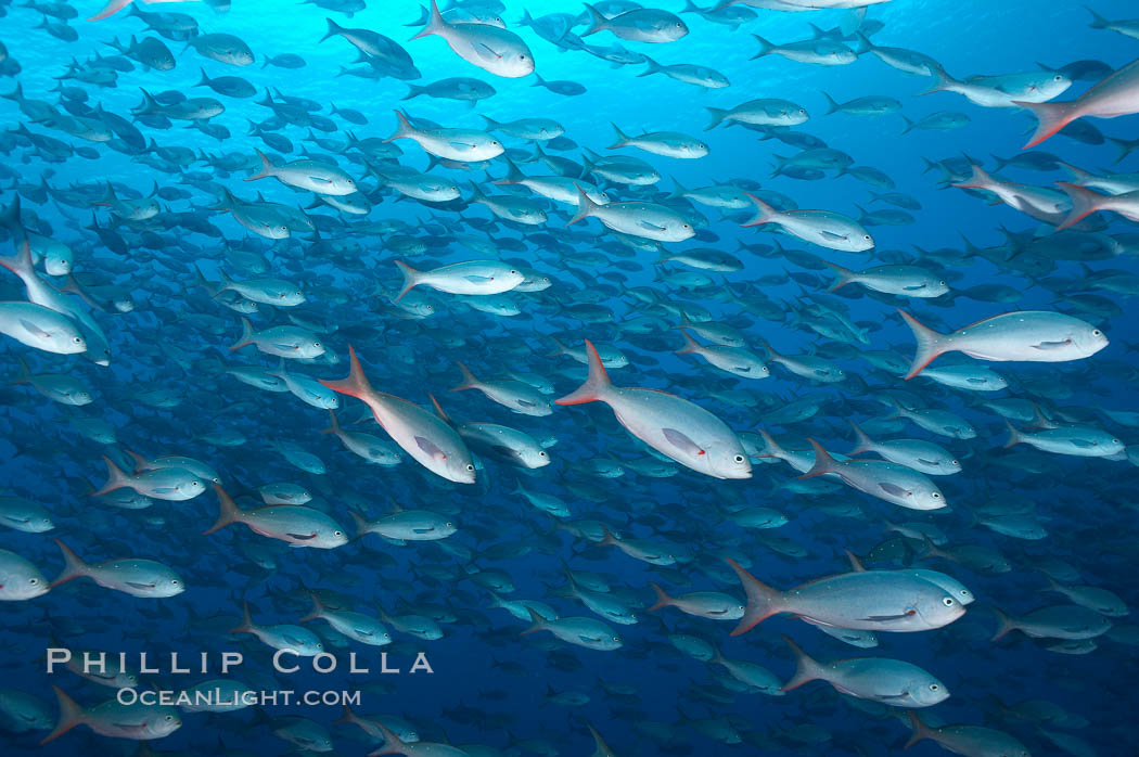 Pacific creolefish form immense schools and are a source of food for predatory fishes. Darwin Island, Galapagos Islands, Ecuador, Paranthias colonus, natural history stock photograph, photo id 16434
