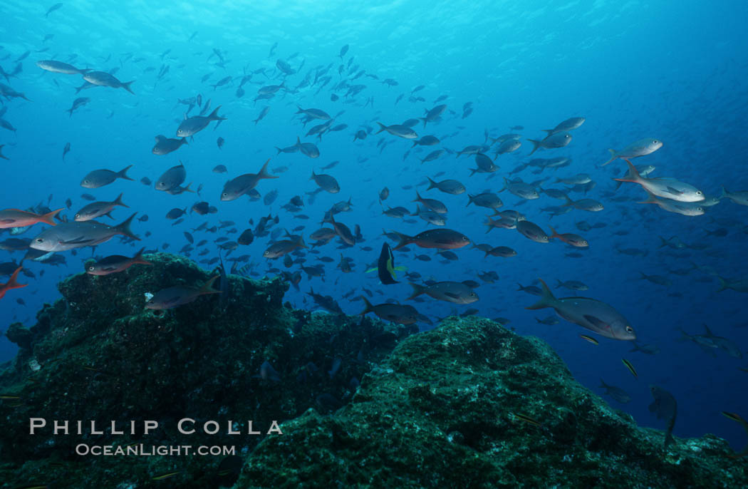 Pacific creolefish. Cousins, Galapagos Islands, Ecuador, Paranthias colonus, natural history stock photograph, photo id 07055