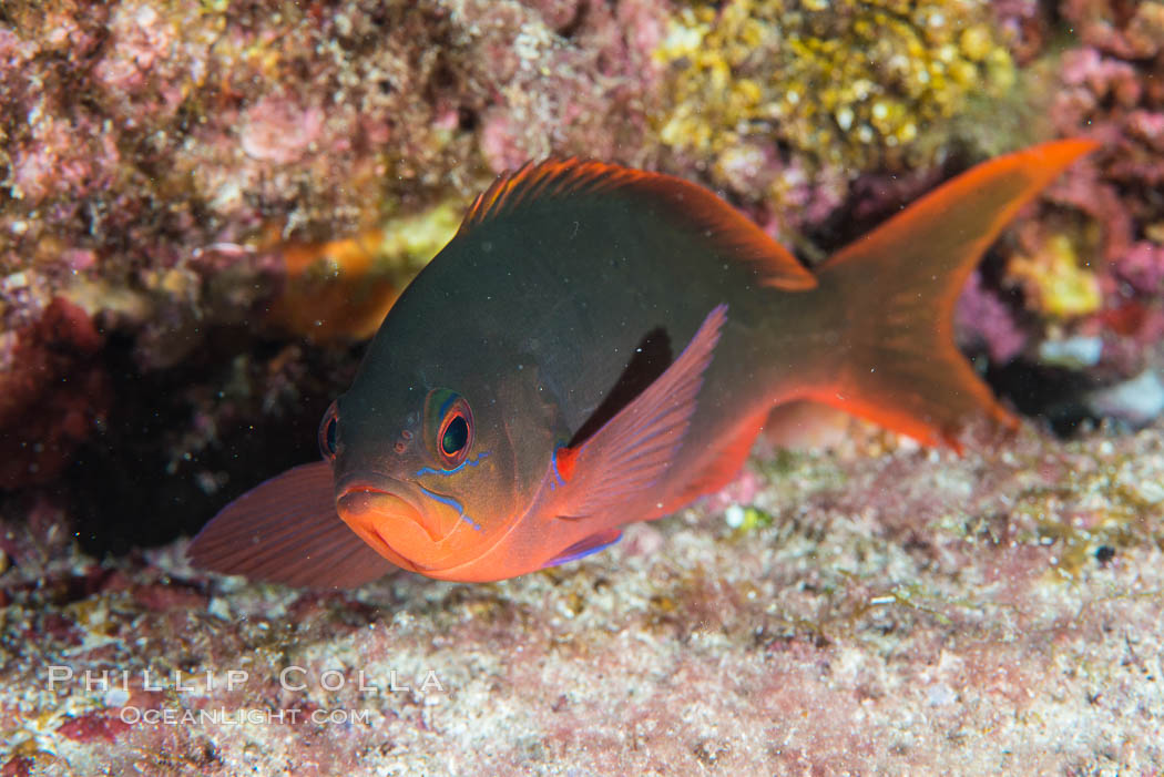 Pacific creolefish, Paranthias colonus, Sea of Cortez. Isla San Diego, Baja California, Mexico, natural history stock photograph, photo id 33531