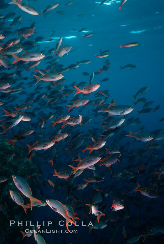 Pacific creolefish. Cousins, Galapagos Islands, Ecuador, Paranthias colonus, natural history stock photograph, photo id 02737