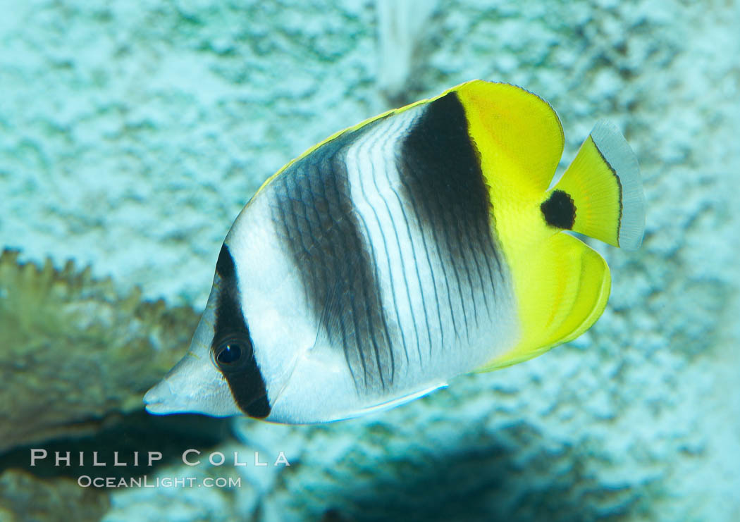 Pacific double-saddle butterflyfish., Chaetodon ulietensis, natural history stock photograph, photo id 11816