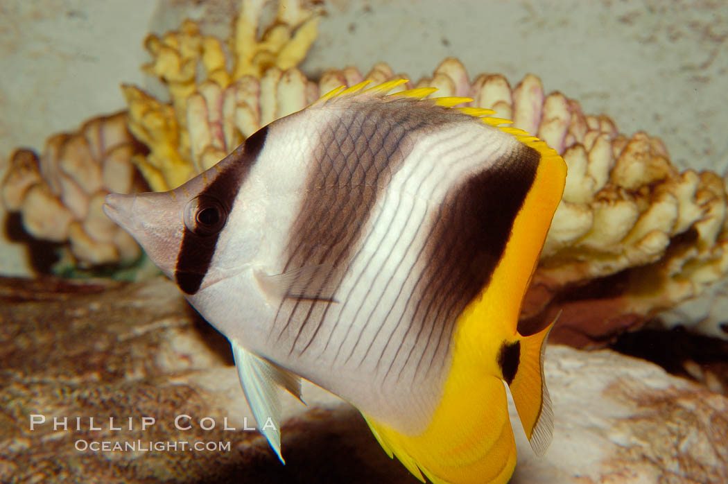 Pacific double-saddle butterflyfish., Chaetodon ulietensis, natural history stock photograph, photo id 09479