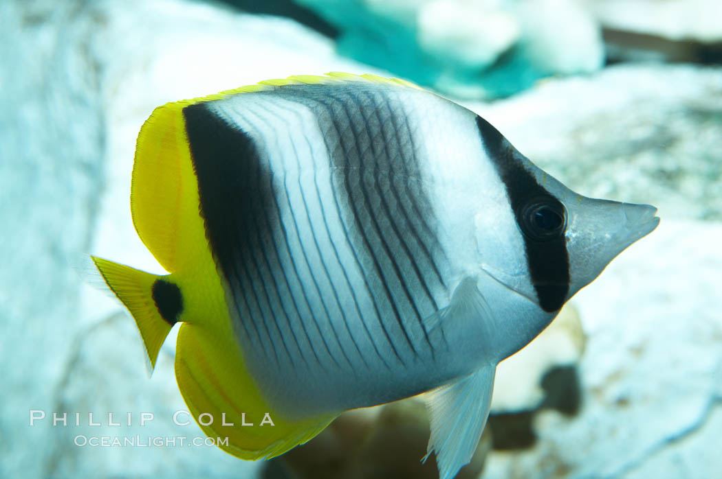 Pacific double-saddle butterflyfish., Chaetodon ulietensis, natural history stock photograph, photo id 11815