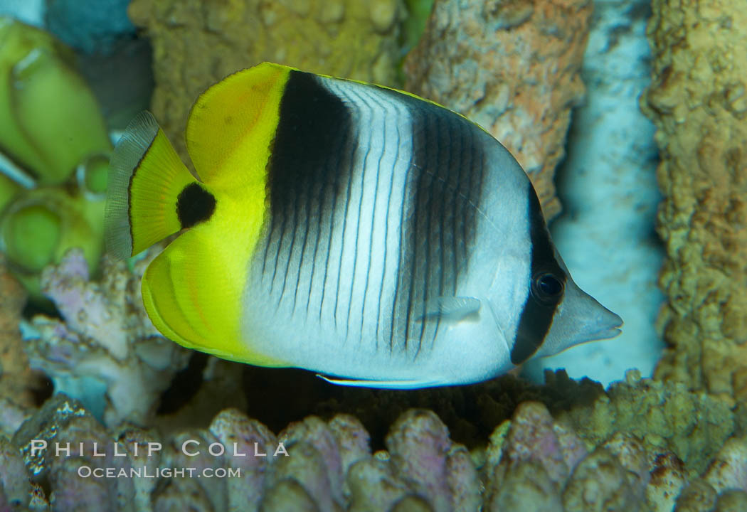 Pacific double-saddle butterflyfish., Chaetodon ulietensis, natural history stock photograph, photo id 11817