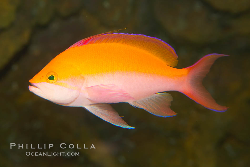 Pacific flame anthias., Pseudanthias dispar, natural history stock photograph, photo id 12861