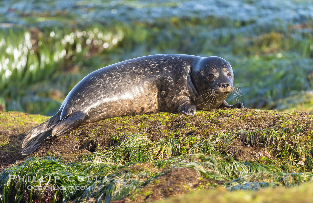 Pacific harbor seal at the Childrens Pool. La Jolla, California., Phoca vitulina richardsi, natural history stock photograph, photo id 38474