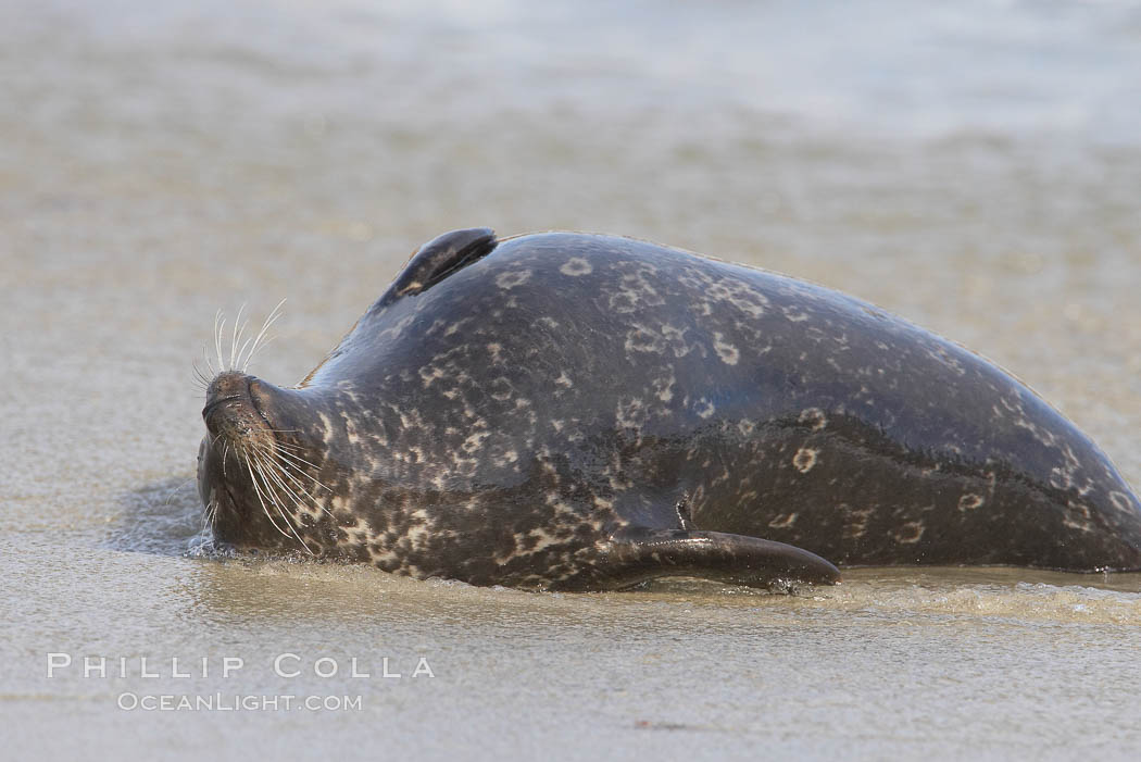 Pacific harbor seal. La Jolla, California, USA, Phoca vitulina richardsi, natural history stock photograph, photo id 20246