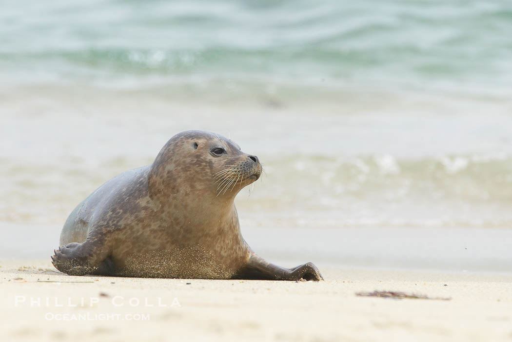Pacific harbor seal., Phoca vitulina richardsi, natural history stock photograph, photo id 20454