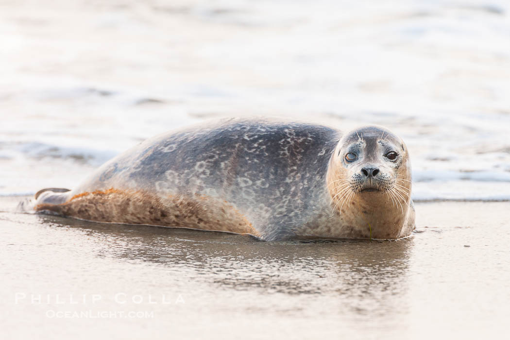 Pacific harbor seal, an sand at the edge of the sea. La Jolla, California, USA, Phoca vitulina richardsi, natural history stock photograph, photo id 26318