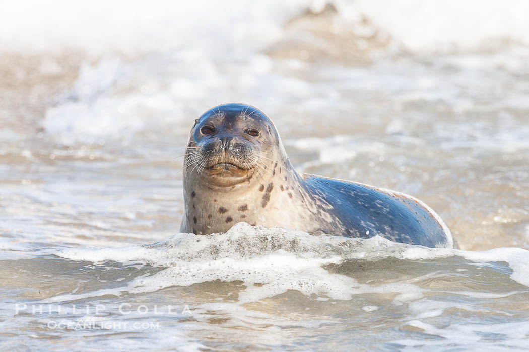 Pacific harbor seal, an sand at the edge of the sea. La Jolla, California, USA, Phoca vitulina richardsi, natural history stock photograph, photo id 26322