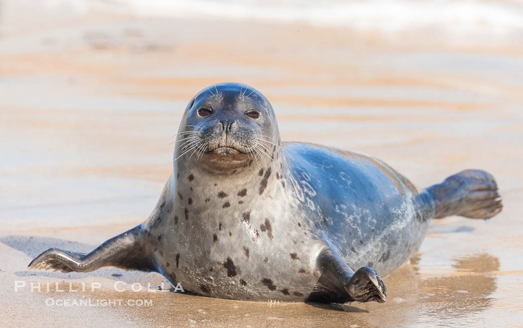 Pacific harbor seal, an sand at the edge of the sea. La Jolla, California, USA, Phoca vitulina richardsi, natural history stock photograph, photo id 26330
