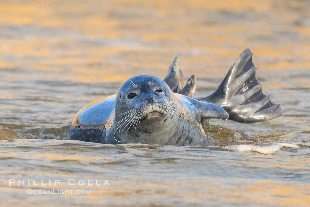 Pacific Harbor Seal in La Jolla's Children's Pool., Phoca vitulina richardsi, natural history stock photograph, photo id 40751