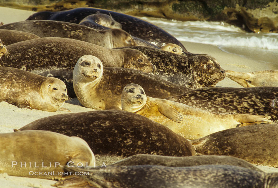 Pacific harbor seals rest while hauled out on a sandy beach. This group of harbor seals, which has formed a breeding colony at a small but popular beach near San Diego, is at the center of considerable controversy. While harbor seals are protected from harassment by the Marine Mammal Protection Act and other legislation, local interests would like to see the seals leave so that people can resume using the beach, Phoca vitulina richardsi, La Jolla, California