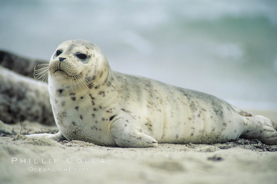 A Pacific harbor seal pup hauls out on a sandy beach.  This group of harbor seals, which has formed a breeding colony at a small but popular beach near San Diego, is at the center of considerable controversy.  While harbor seals are protected from harassment by the Marine Mammal Protection Act and other legislation, local interests would like to see the seals leave so that people can resume using the beach. La Jolla, California, USA, Phoca vitulina richardsi, natural history stock photograph, photo id 02162