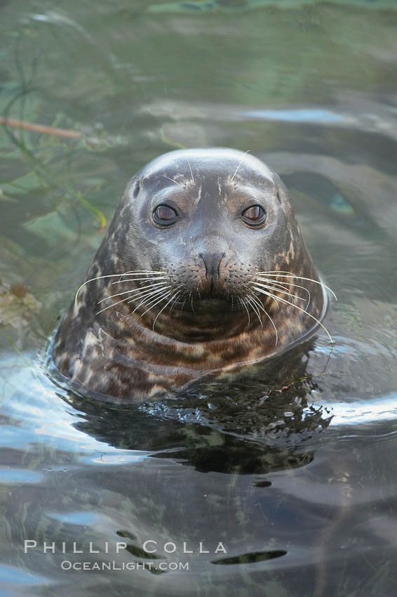 A Pacific harbor seal eyes the photographer while swimming in the shallows.  This group of harbor seals, which has formed a breeding colony at a small but popular beach near San Diego, is at the center of considerable controversy.  While harbor seals are protected from harassment by the Marine Mammal Protection Act and other legislation, local interests would like to see the seals leave so that people can resume using the beach. La Jolla, California, USA, Phoca vitulina richardsi, natural history stock photograph, photo id 15546